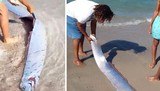 'Peixe do fim do mundo' é achado em praia, e moradores temem tragédias (Reprodução/The Sun)